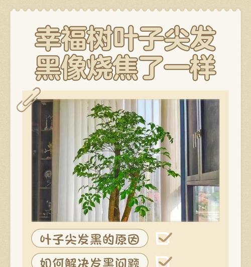 幸福树的叶子是否有毒？（探究幸福树叶子是否存在毒性及其对人体的危害）