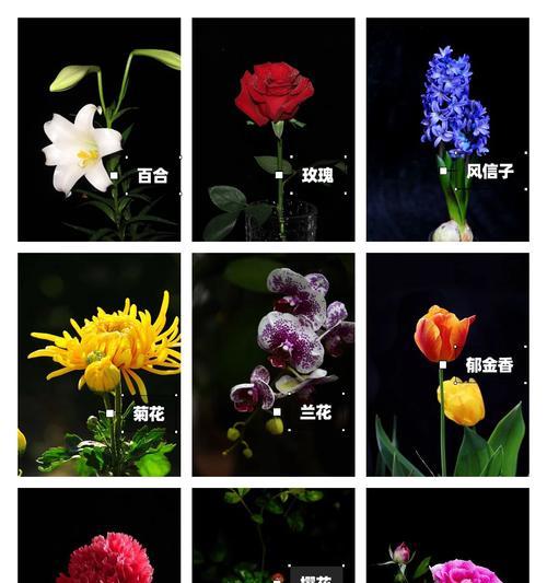 花毛茛的种植要点（选择合适大小的盆，让花毛茛生长茂盛）