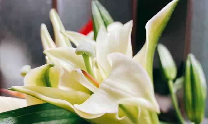 百合花的香味及其安全性探究（了解百合花的香气成分和对人体的影响，远离香味有毒的花卉）