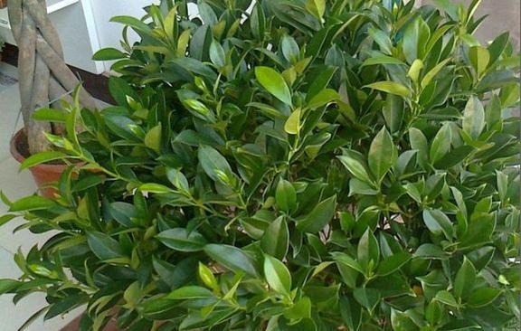 甘甜的肥料，让植物健康茁壮（甘甜的肥料，让植物健康茁壮）