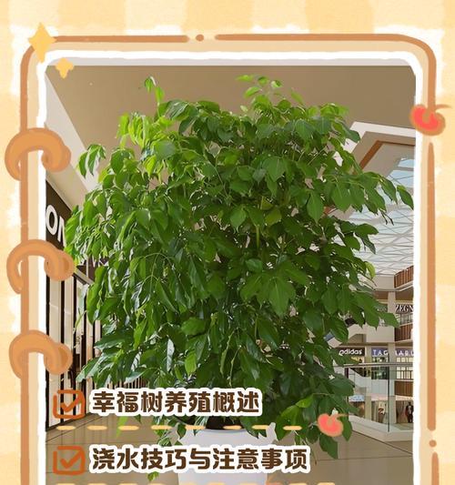 幸福树养护管理指南（打造健康、美丽的幸福树）