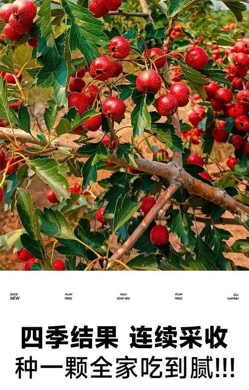 山楂树生长环境条件及特点探究（探寻山楂树的生长环境和特点，了解其对生态环境的贡献）