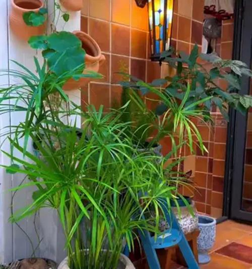 花卉栽种（探究家庭花卉栽种的两种方法）