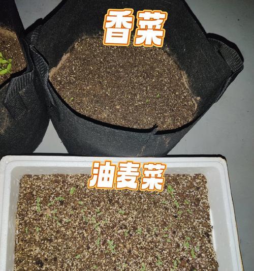 揭开盖菜和快菜的真相（这两种菜到底是不是一种菜？为什么人们会有这样的疑问？）