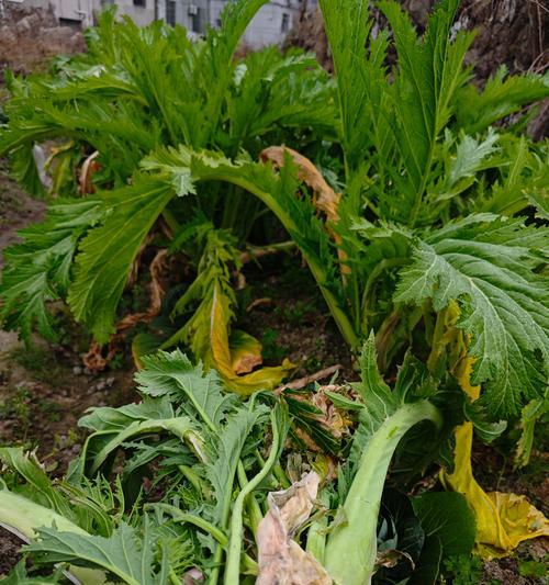 揭开盖菜和快菜的真相（这两种菜到底是不是一种菜？为什么人们会有这样的疑问？）