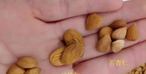 山桃成熟时间详解（了解山桃成熟的关键时刻，享受美味水果）