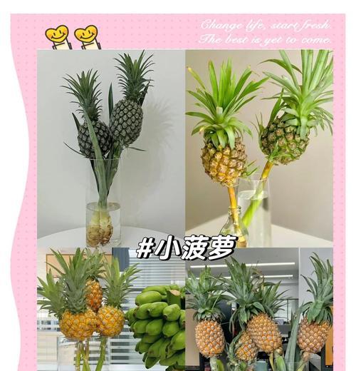夏日护康——康乃馨如何安全度过夏天（康乃馨防晒、浇水、除虫全攻略）