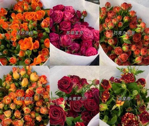 虎皮兰室内外养护指南（掌握虎皮兰的习性，科学养护生长）