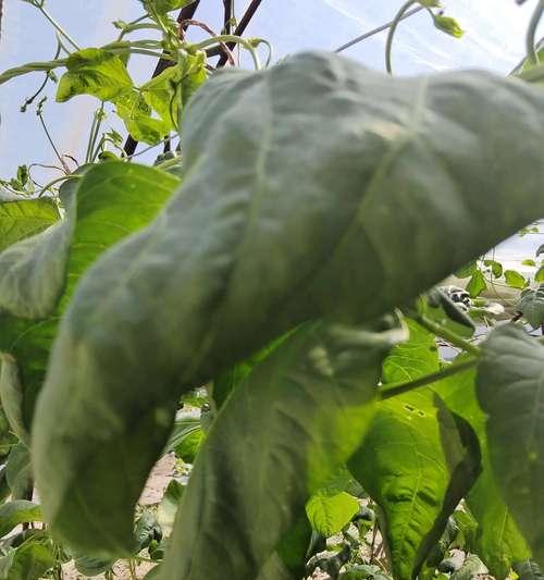 新长叶子卷曲原因与处理方法（绿植爱好者必看，让你的植物健康成长）