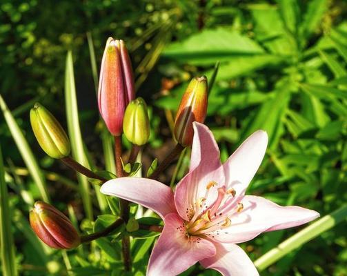 百合科葱属花卉大揭秘（探究百合科葱属花卉的种类和特点）