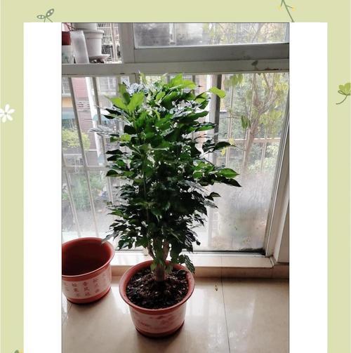 幸福树的地栽方法与注意事项（掌握这些技巧，让幸福树在地栽时更茁壮成长）