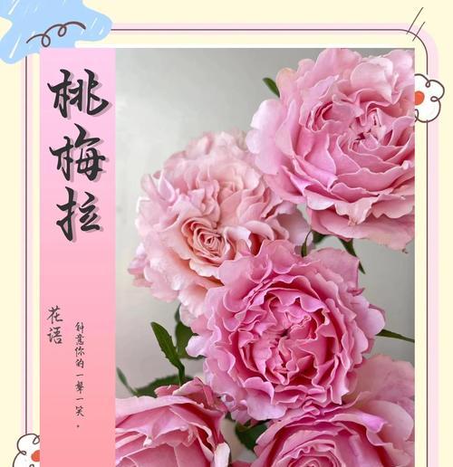 金钻会开花的时候（了解金钻花的开花特点及养殖技巧）