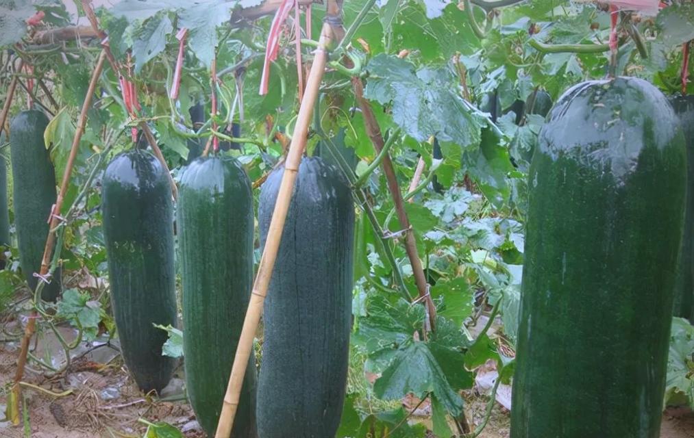 冬瓜种植时间与生长周期（让你在种植冬瓜的同时更科学合理）