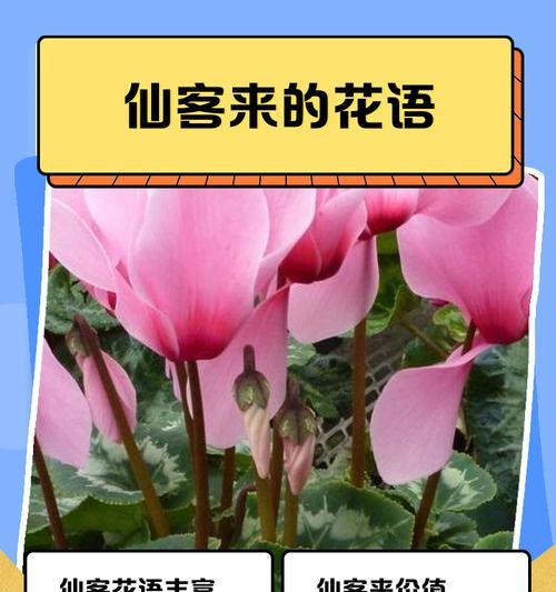 韭菜叶子卷曲原因与处理方法（了解韭菜生长习性，预防叶子卷曲）