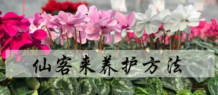 仙客来安全越冬养护方法（让您的植物在寒冷的冬季中无忧无虑）