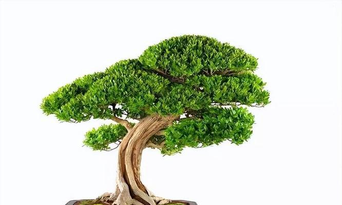 家里养紫檀树的好处和风水作用（挂上一棵紫檀，迎接财运和健康）