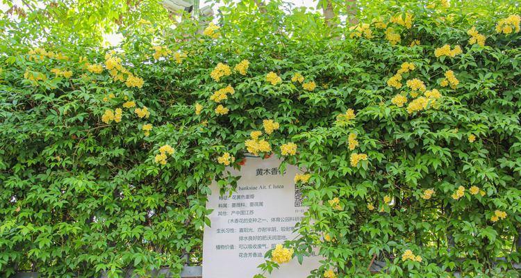 木香养护指南（让您的木香开花如繁星）