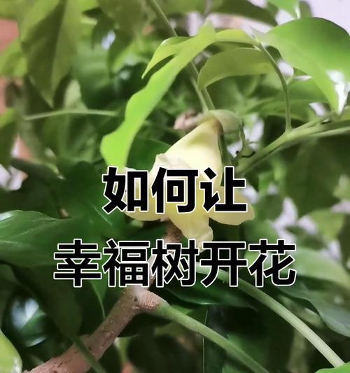 幸福树的开花周期（探究幸福树花期间隔和影响因素）
