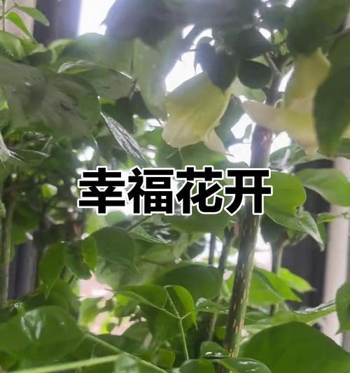 幸福树的开花周期（探究幸福树花期间隔和影响因素）