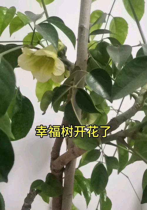 幸福树的开花周期（探究幸福树花期间隔和影响因素）
