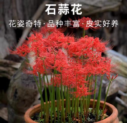 家里种彼岸花的风水禁忌（揭秘彼岸花的灵性和背后的迷信）