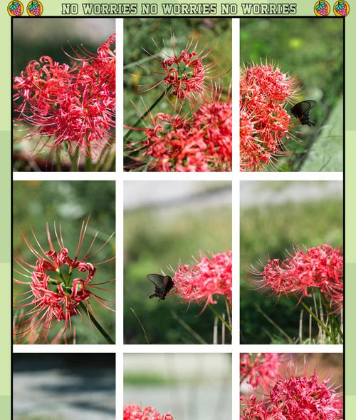 家里种彼岸花的风水禁忌（揭秘彼岸花的灵性和背后的迷信）