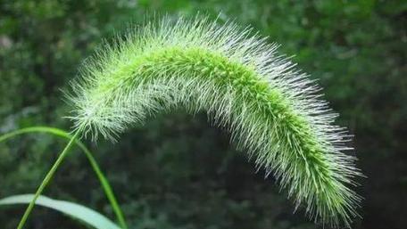 狗尾草到底是木本植物还是草本植物？（探寻狗尾草的分类学身份）