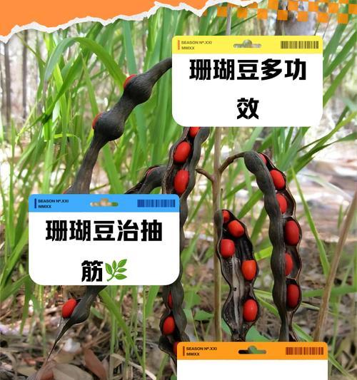 珊瑚豆是多年生植物吗？——探究珊瑚豆的生命周期