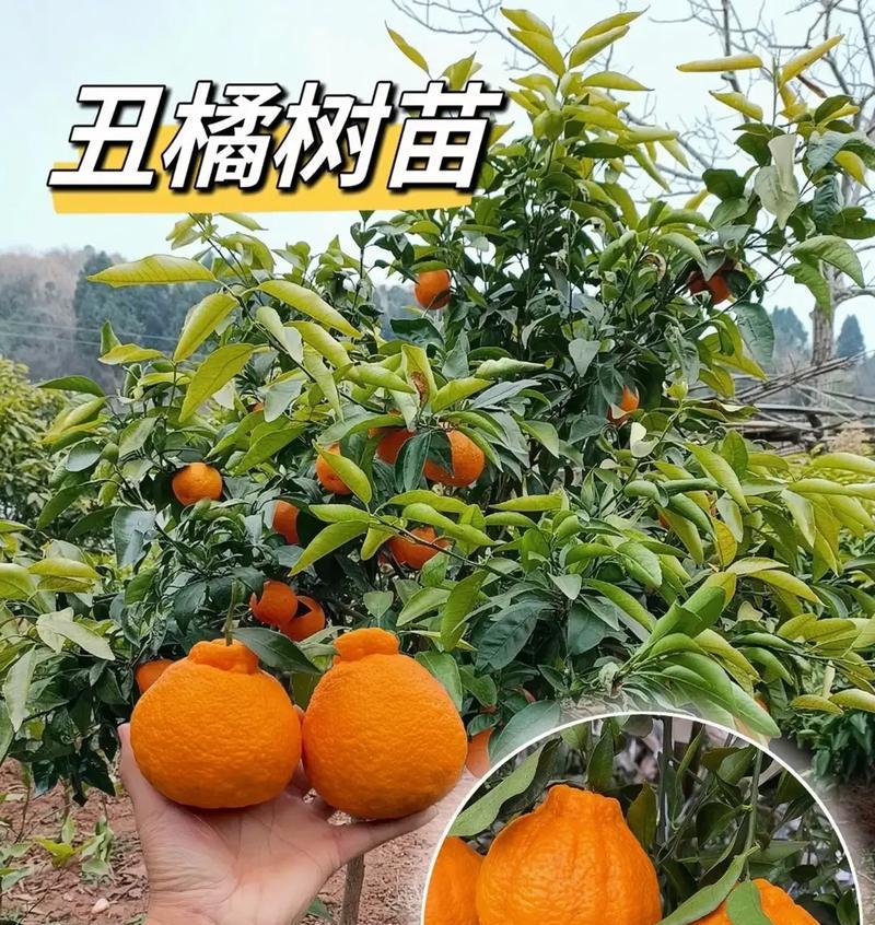 揭秘丑橘开花结果的时间与方法（丑橘的开花结果需要注意的要点和养护技巧）