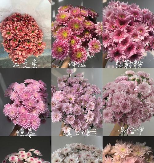 小雏菊养护指南（如何让小雏菊长时间生存？）