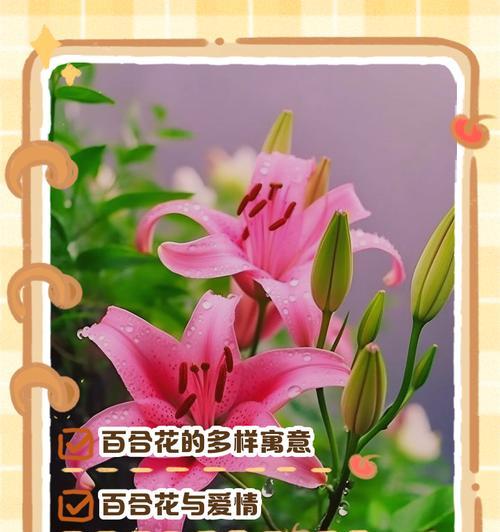 以玫瑰花的花语为主题的深情文章（传递爱的情感，玫瑰花的意义与表达）