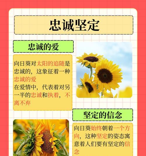 向日葵的花语——阳光和希望（三支向日葵传递的美好寓意）