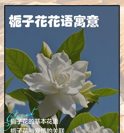 栀子花-花开香满园，芬芳传递幸福（栀子花的花语与寓意）