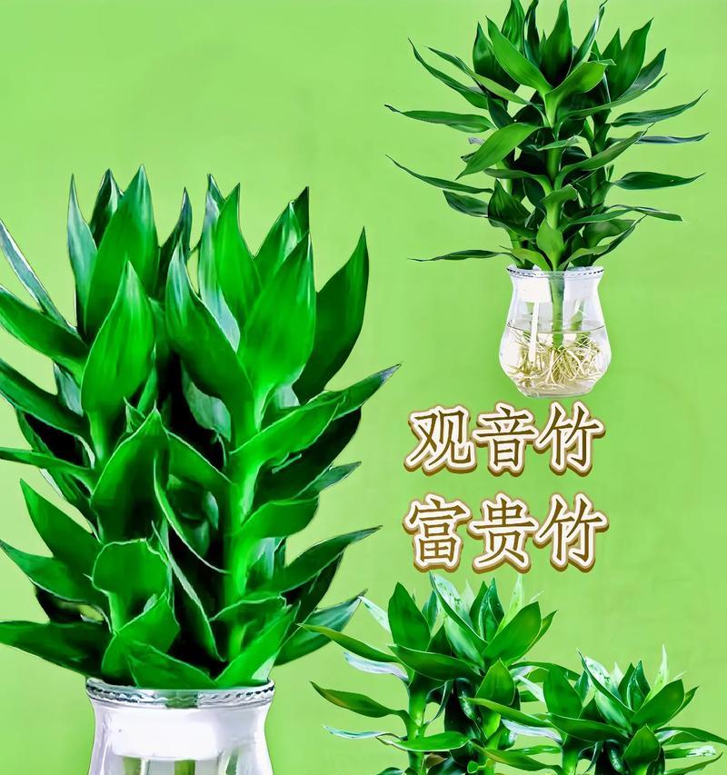 以富贵竹代表的象征与意义（揭秘富贵竹的吉祥寓意与文化价值）