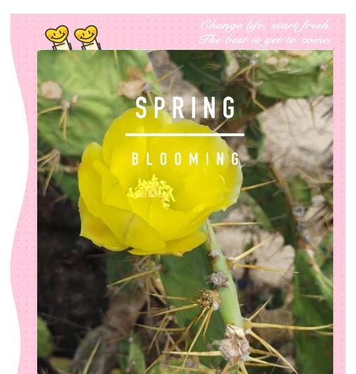 仙人掌花语之意义与含义（揭秘仙人掌花语的丰富内涵）