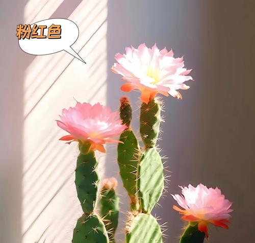 仙人掌花语之意义与含义（揭秘仙人掌花语的丰富内涵）