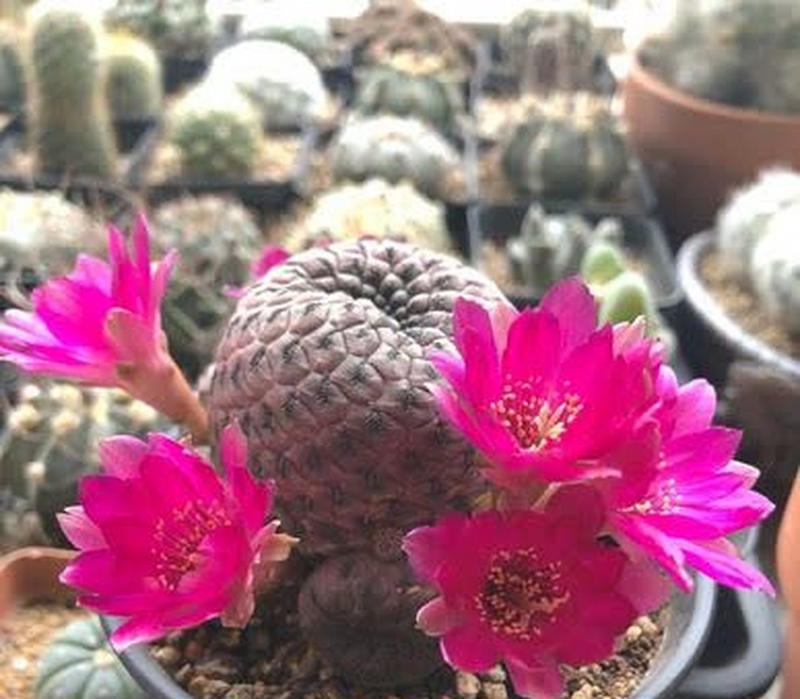 仙人掌花语之意义与含义（揭秘仙人掌花语的丰富内涵）