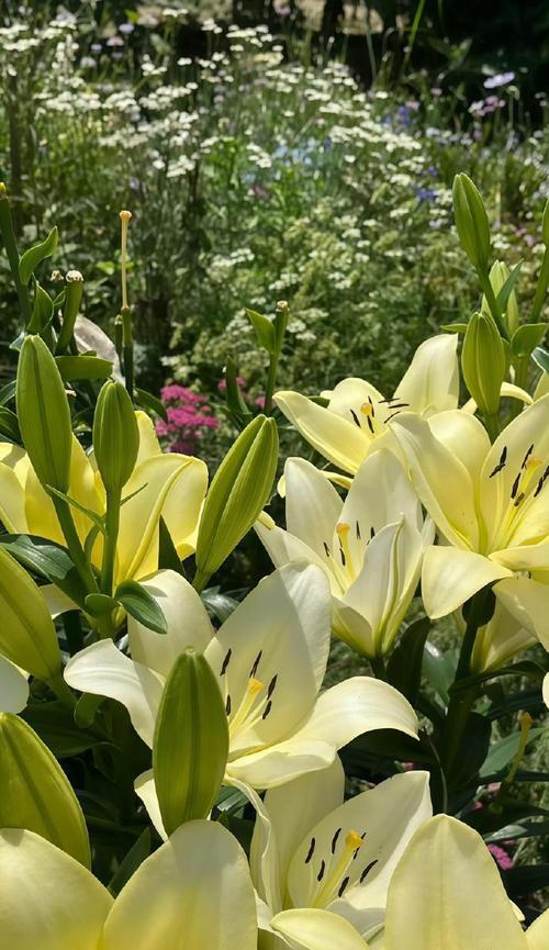 白百合花的意义与象征（以白百合花为代表的纯洁与优雅）
