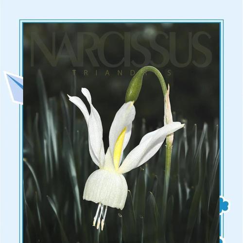 芙蓉菊的花语与寓意（解读芙蓉菊的含义及送人禁忌）
